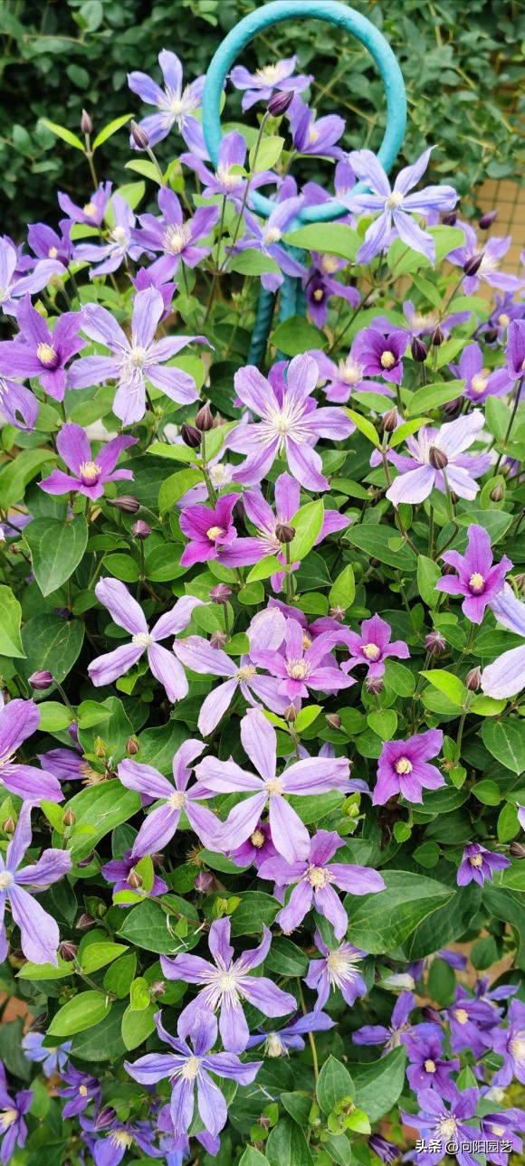怎么才能买到品种好的铁线莲,包邮区适合种的铁线莲品种