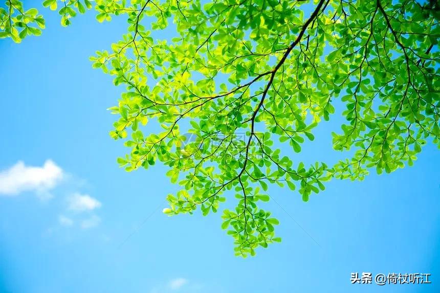 是时方盛夏，风物自潇洒