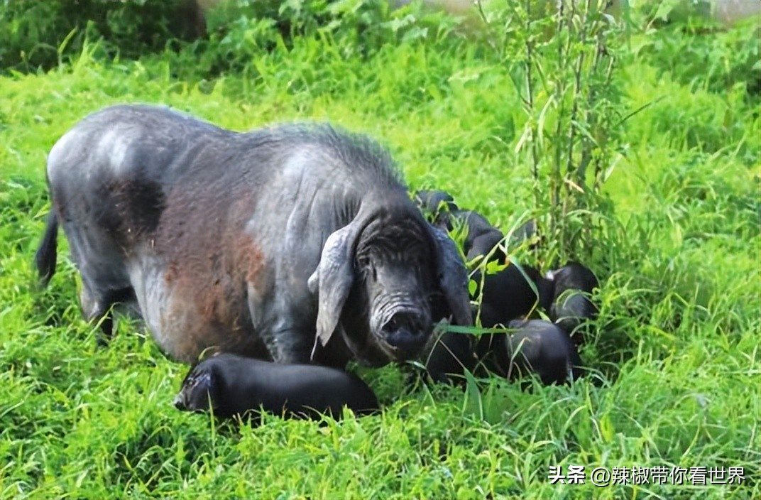 外地旅游连云港好吃的美食推荐,连云港旅游推荐美食