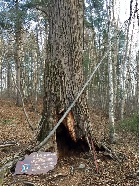 林区往事最新视频,2012年伊春林区往事图片