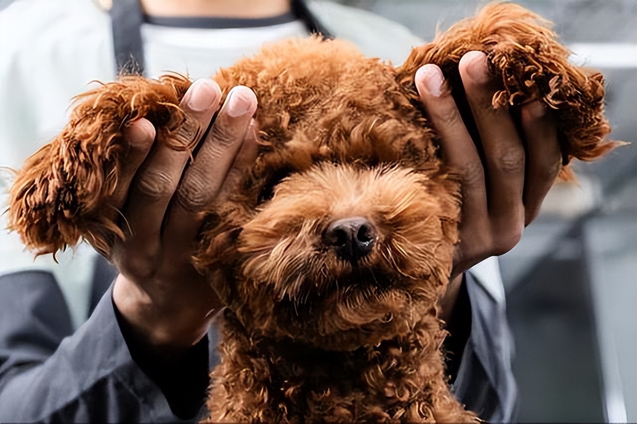 泰迪的各种行为表示什么意思,泰迪摸头有什么说法