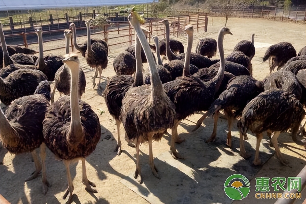 冷门养殖收益排行榜前十,冷门养殖利润排名