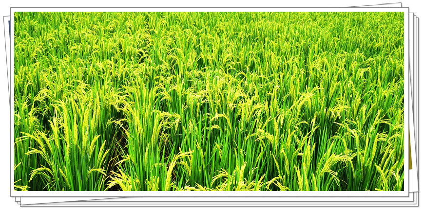 资本抛出橄榄枝,抛出橄榄枝反转