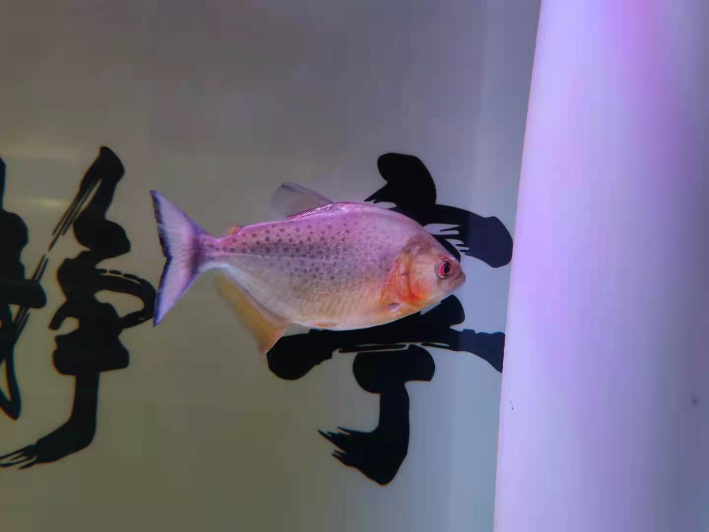 观赏鱼翻肚怎么救,观赏鱼翻鳃病怎么治疗