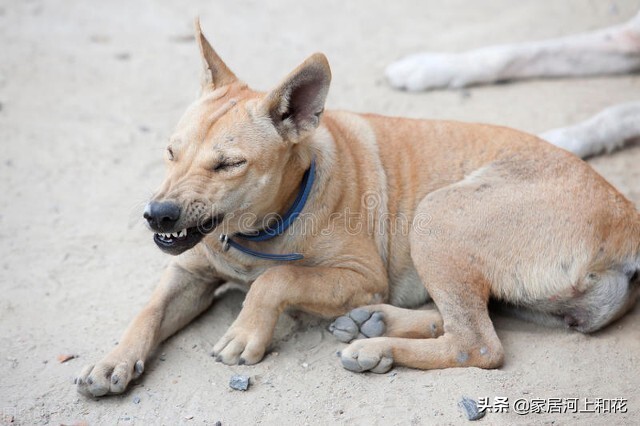 为什么农村有的家庭养狗总是很凶恶,一些人养的狗总是特别温顺?