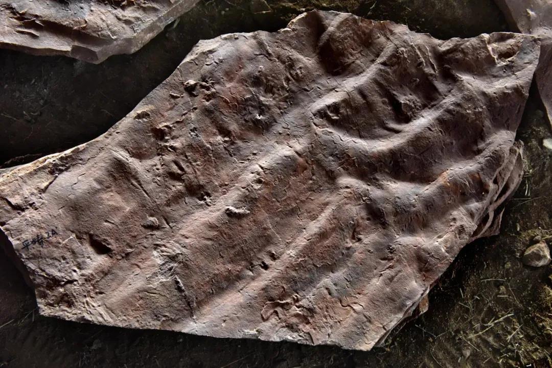 原来你是这样的金秘书,原来你是这样的顾先生电视连续剧