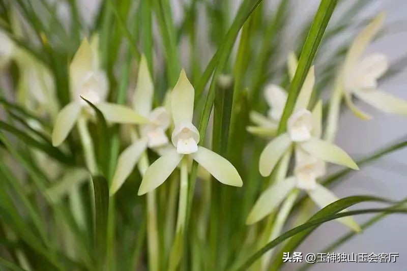 春色撩人春意浓浓,春色撩人姹紫嫣红