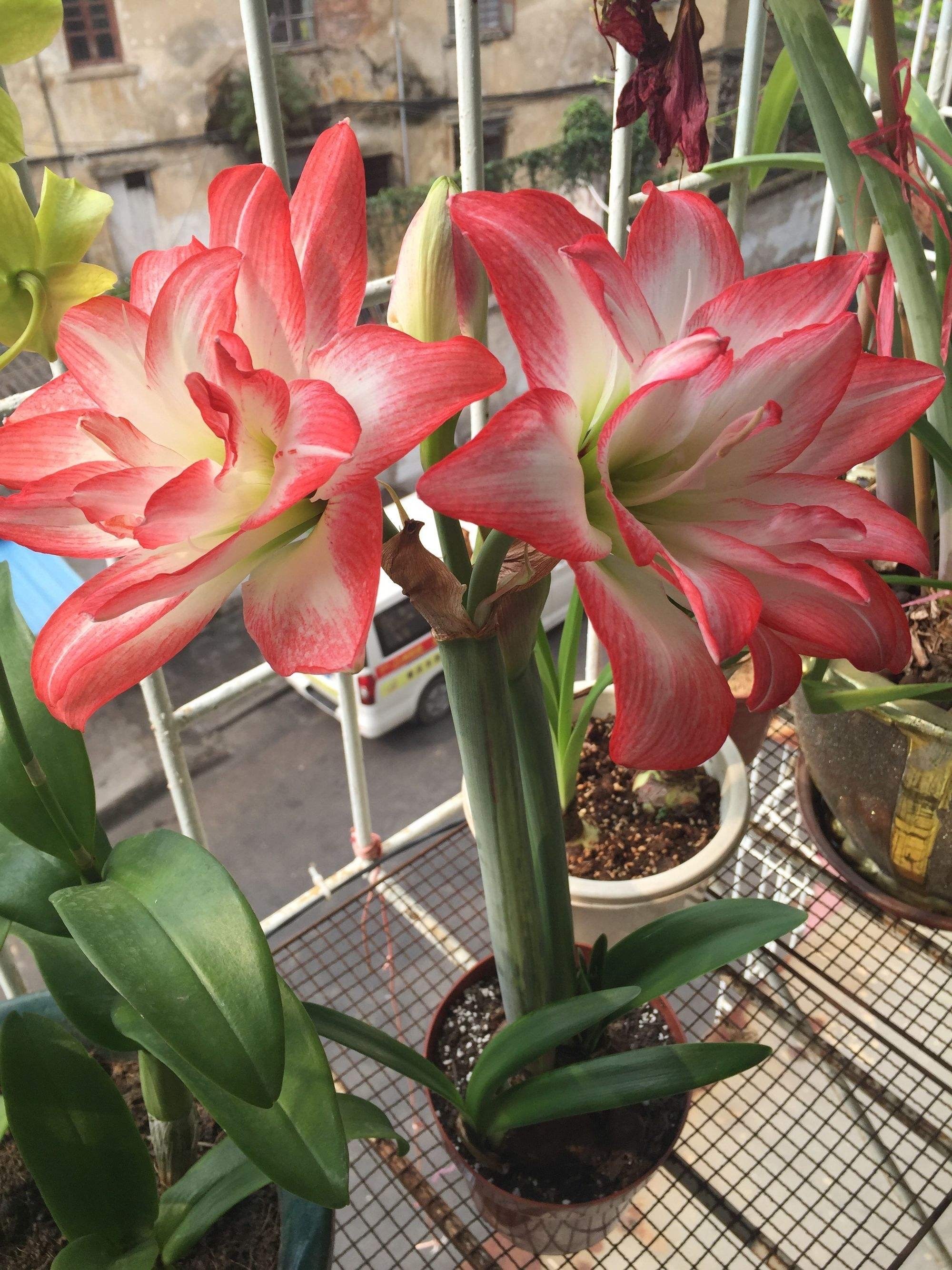 朱顶红怎样养才能开花,朱顶红怎么养才能开花结果