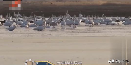 野猪林诡异事件,野猪林神秘事件