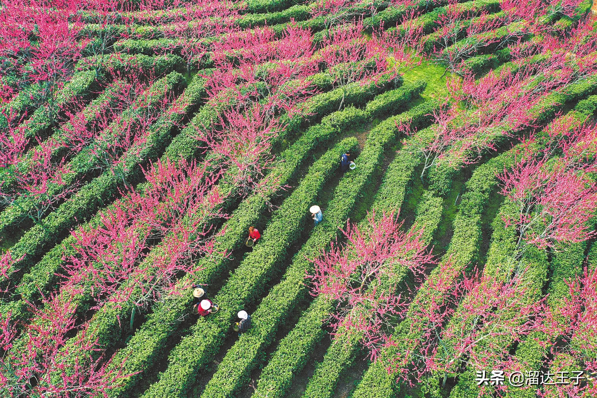 湖北省茶叶产业发展,湖北省茶叶年产量