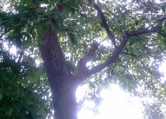 广东老板白手起家全靠自己挣钱,广东老板出资2万种植年入50万