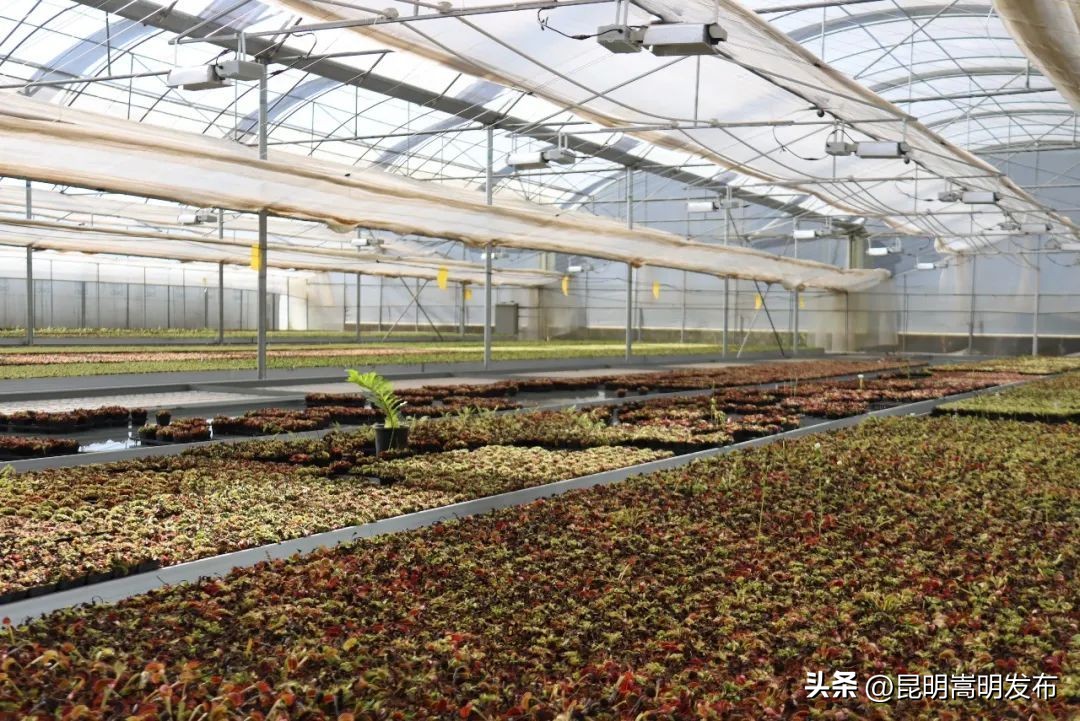 花艺新宠！嵩明有个食虫植物“千奇王国”
