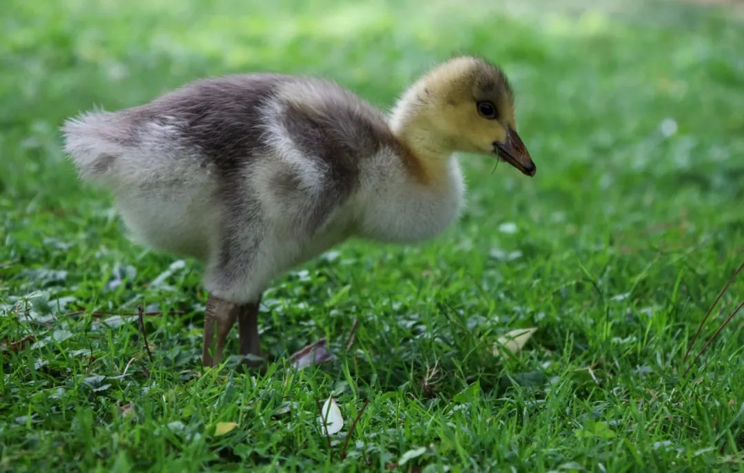 发烧友相机,佳能eosr跟rp哪个好