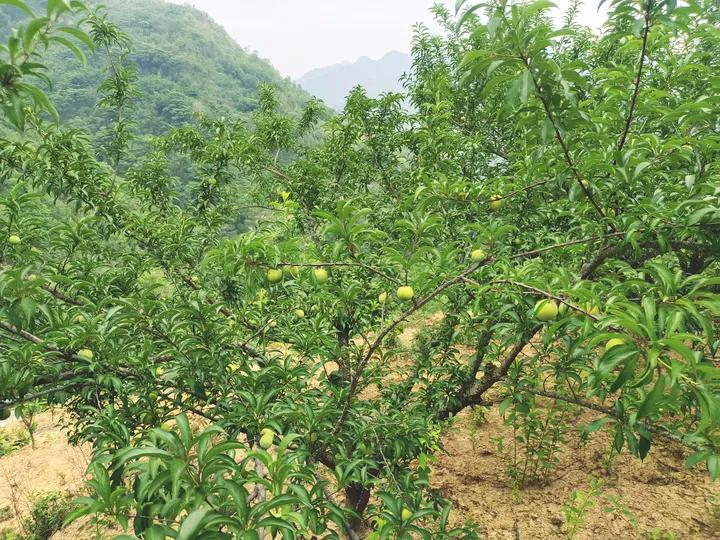 农民山区种植创业致富,农村小伙回乡创业种果树