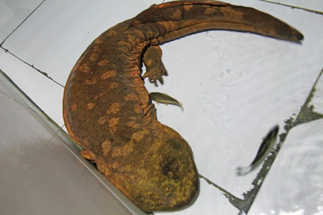 养100只娃娃鱼一年能挣多少钱,养娃娃鱼赚不赚钱