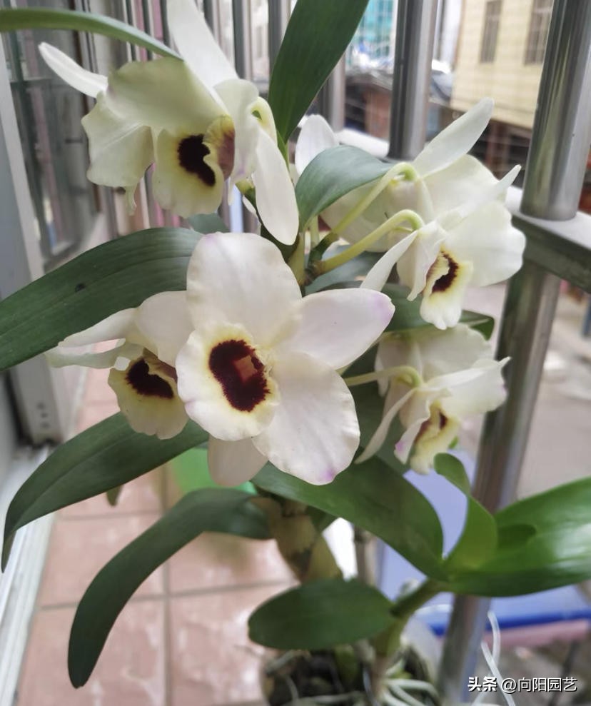 石斛板栽和盆栽的区别,怎么养石斛和青苔