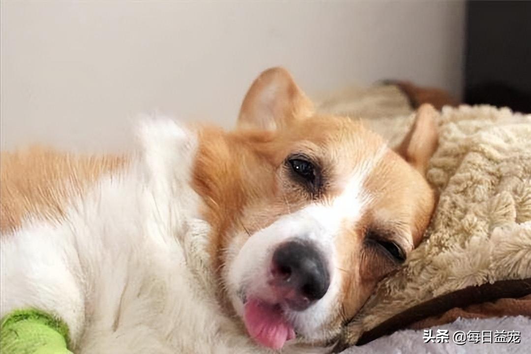 狗狗发烧怎么治疗最快最有效,狗狗发烧后腿站不起来是怎么回事