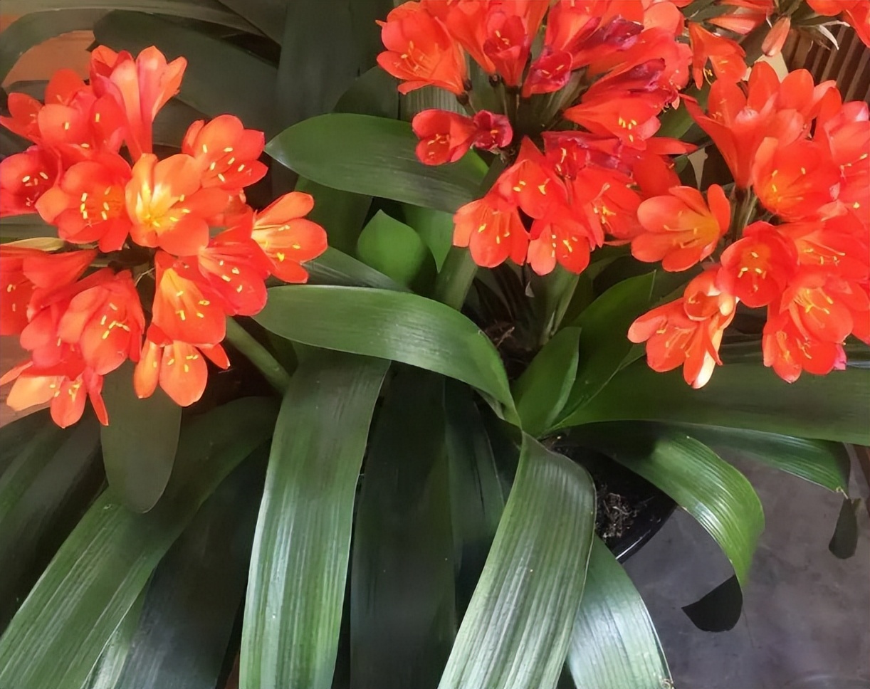 君子兰剃头后如何养,什么时候给君子兰剃头