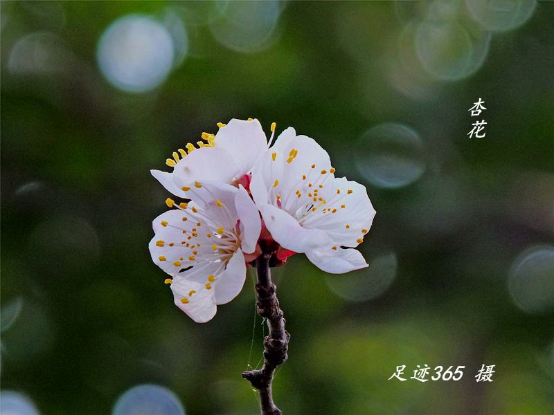 又见玉兰、杏花不一样的拍法