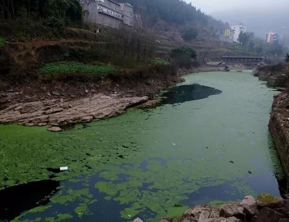 带香味的鱼,柴油味的鱼有什么危害