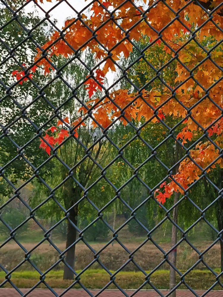 层林尽染的视频号,濮阳医专学历怎么样