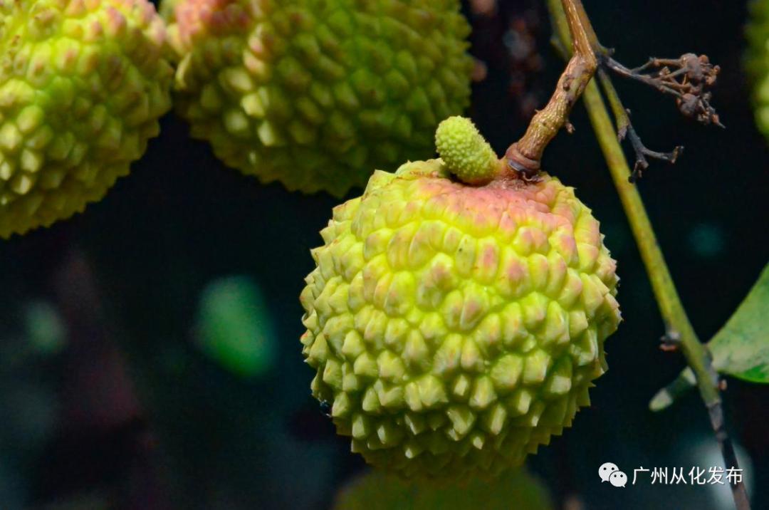 江埔荔枝,江埔街从化荔枝