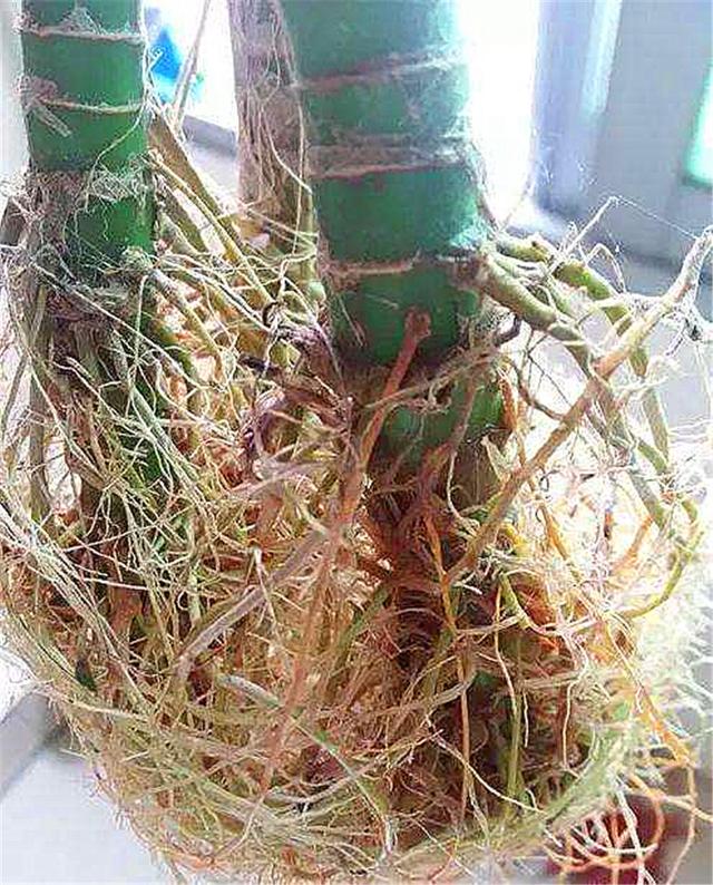 富贵竹怎么养才不会死,富贵竹该怎么养不会死掉