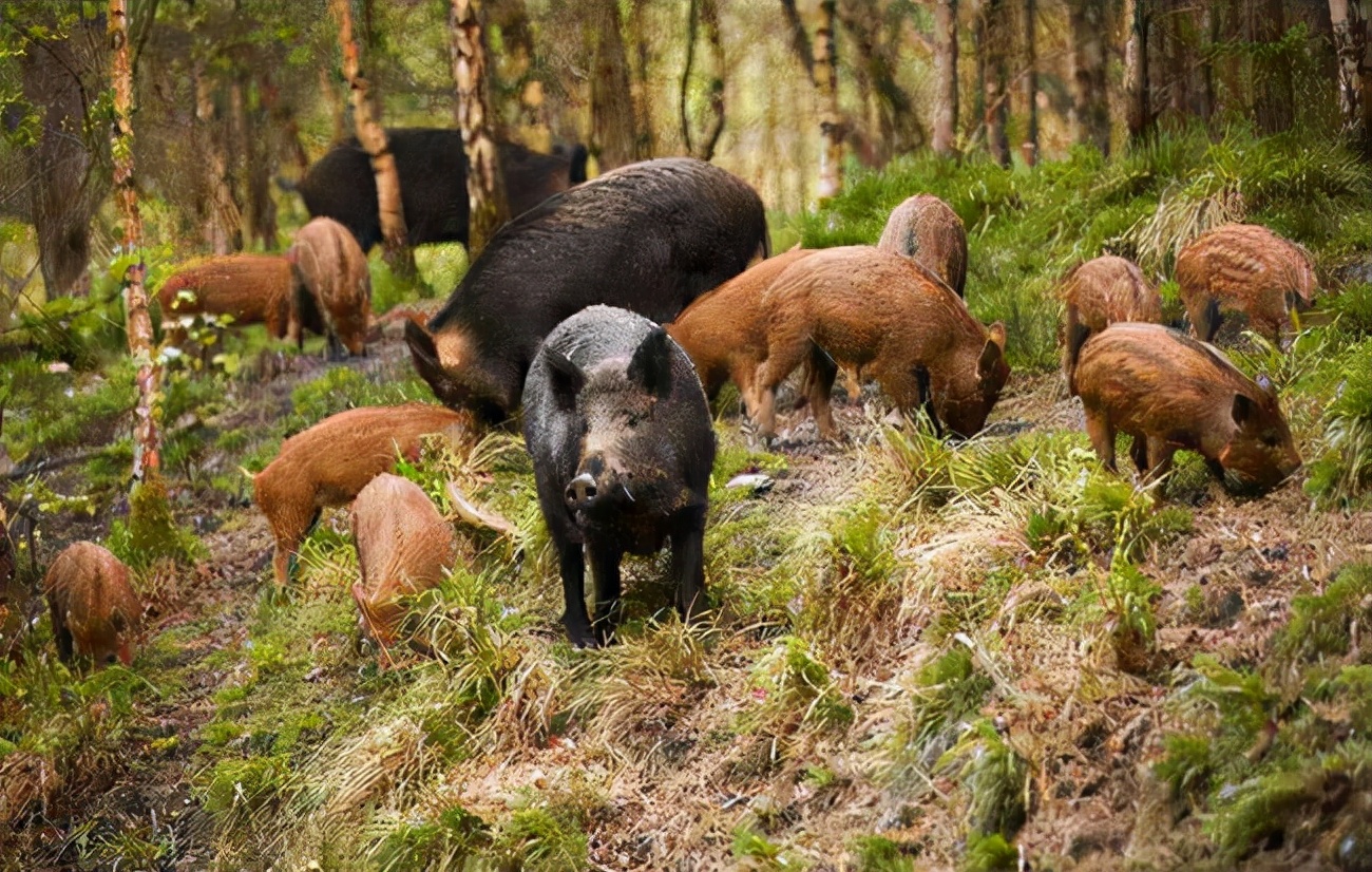 中国“野猪患”四起，数量突破120万头，为何打野猪成赔本买卖？