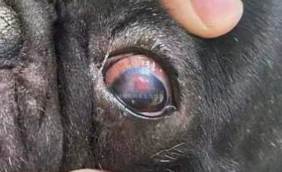 狗狗眼睛外伤充血水肿,狗狗眼睛增生喝药治疗