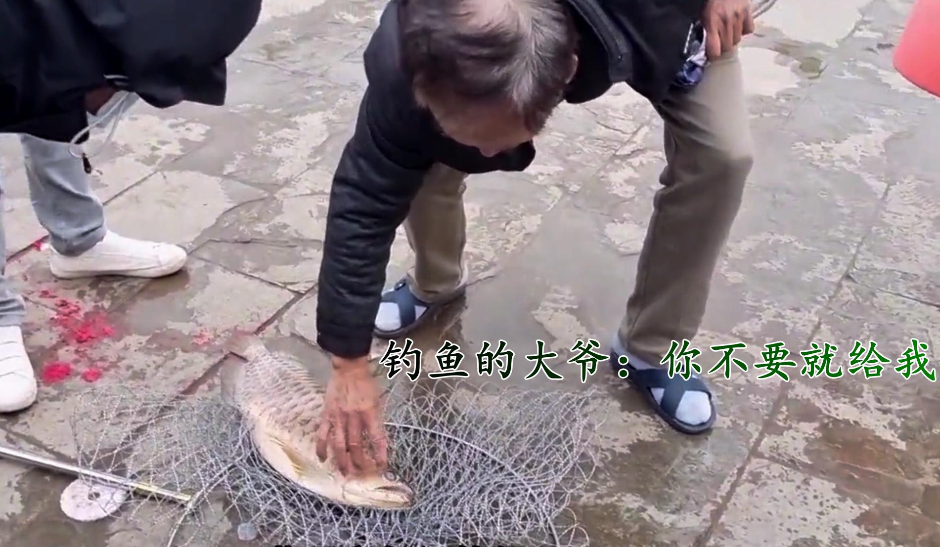 钓获一尾3斤重的极品野生大黄鱼,渔民捕获一条重达100斤的金龙鱼