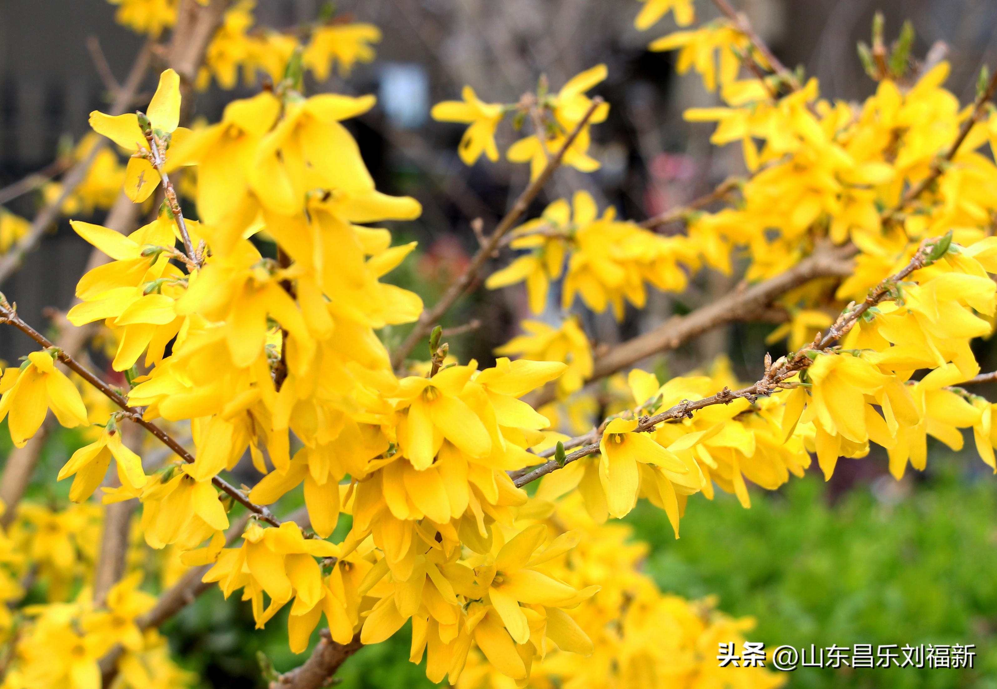 2023年3月中旬散拍·一点儿感受