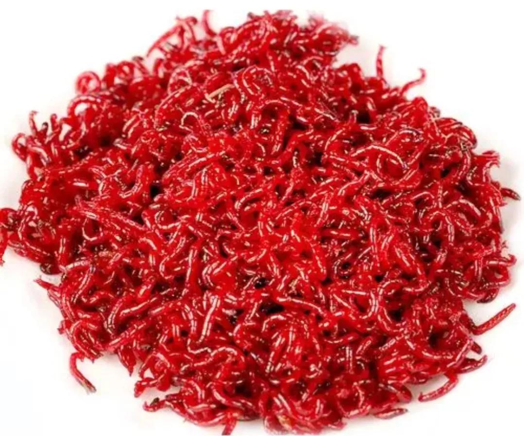 热带鱼观赏鱼养殖必知技巧,新手养热带鱼养什么鱼比较好