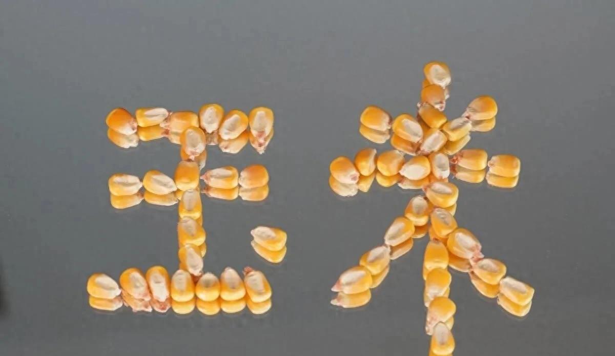 2024年玉米价格为何下降特别快,2023年的玉米价格多少钱一斤