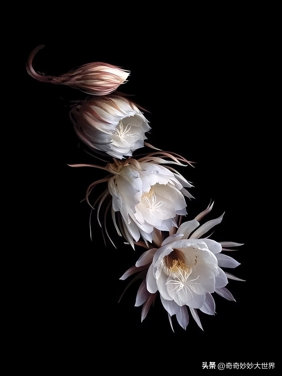 28张图看世界，欧洲贵妇的小便神器，在挪威“当官”的企鹅