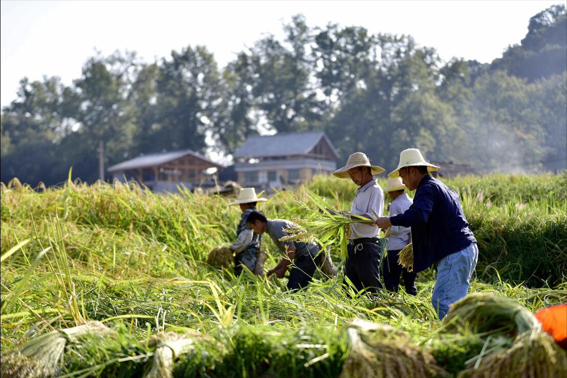 端午节包粽子的是粽叶还是芦苇叶,端午包粽用猪肉