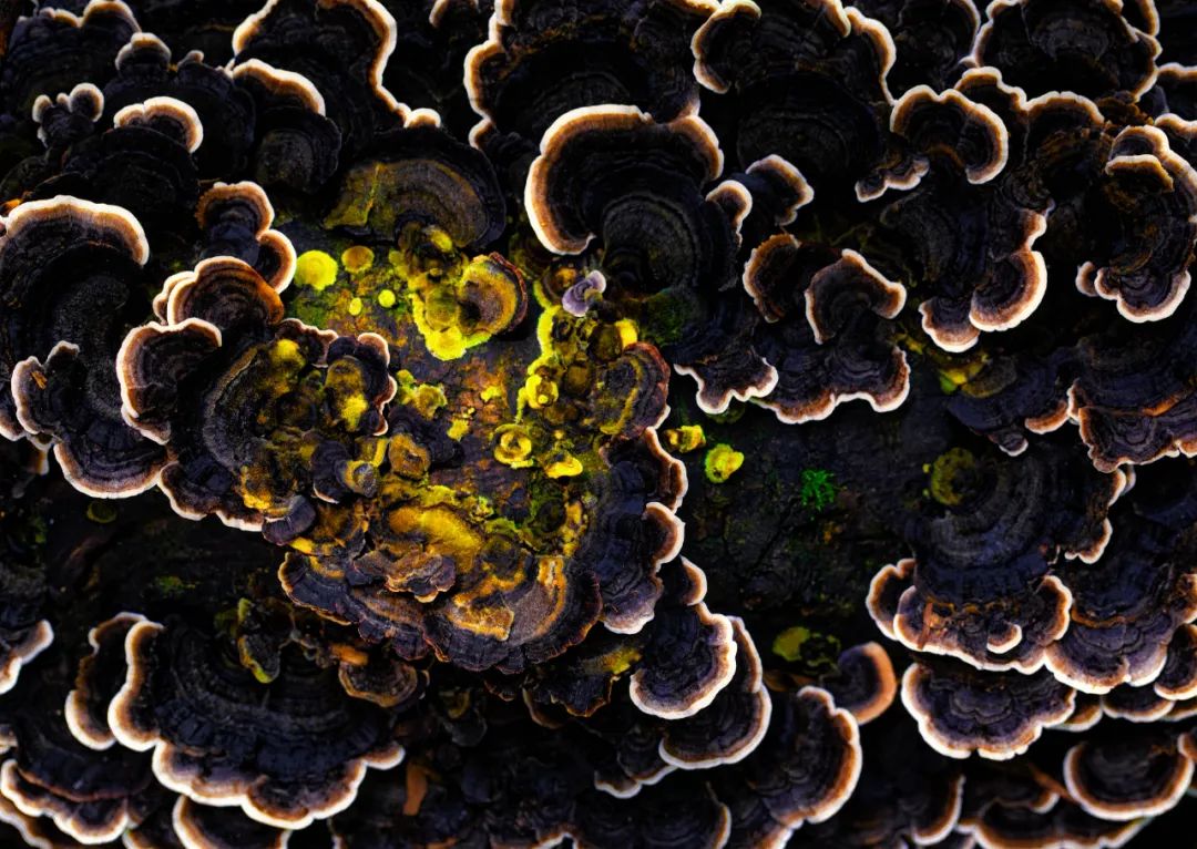 摄影师顾光辉：把爱好变成技能，摄影需要一种执着