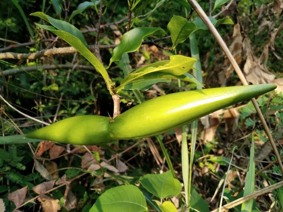 农村常见野生植物你都认识吗,农村常见植物野果