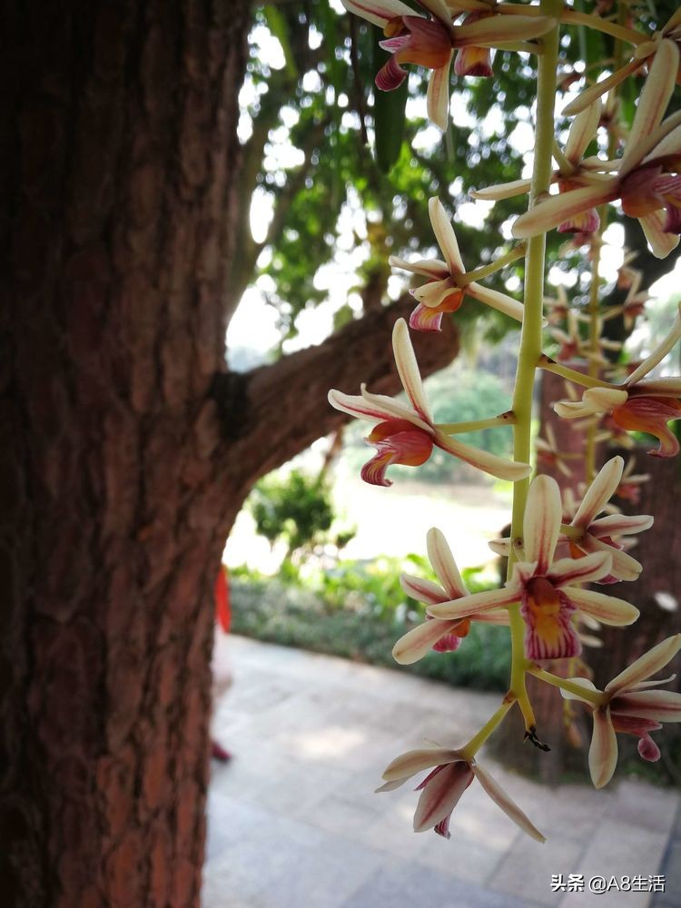 带你认识中华兰花纹瓣兰,顶级纹瓣兰图片