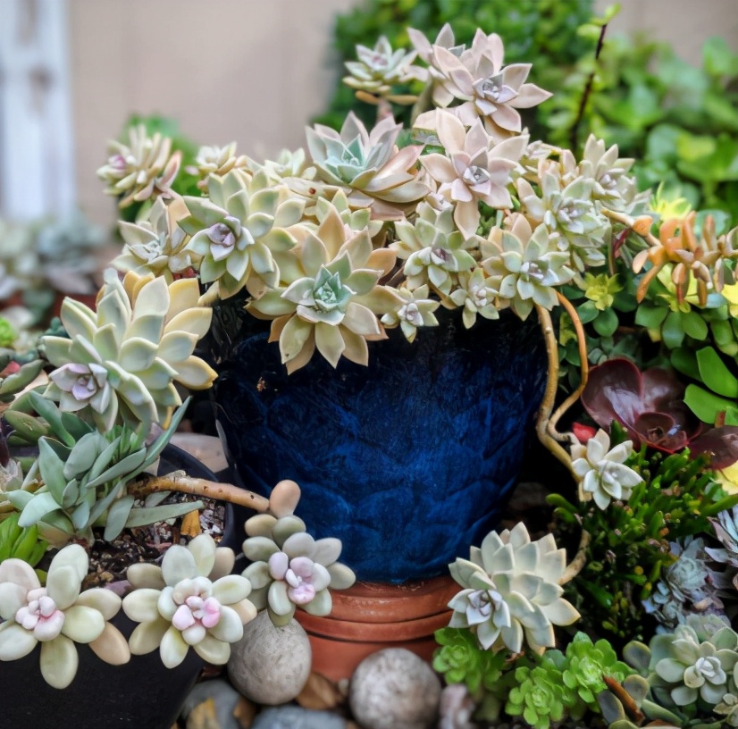 夏天养多肉注意事项,新手夏天养多肉5个保命秘籍