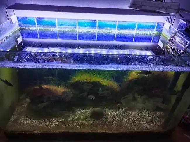 鱼缸里面长水藻怎么办,鱼缸里有水藻怎么处理