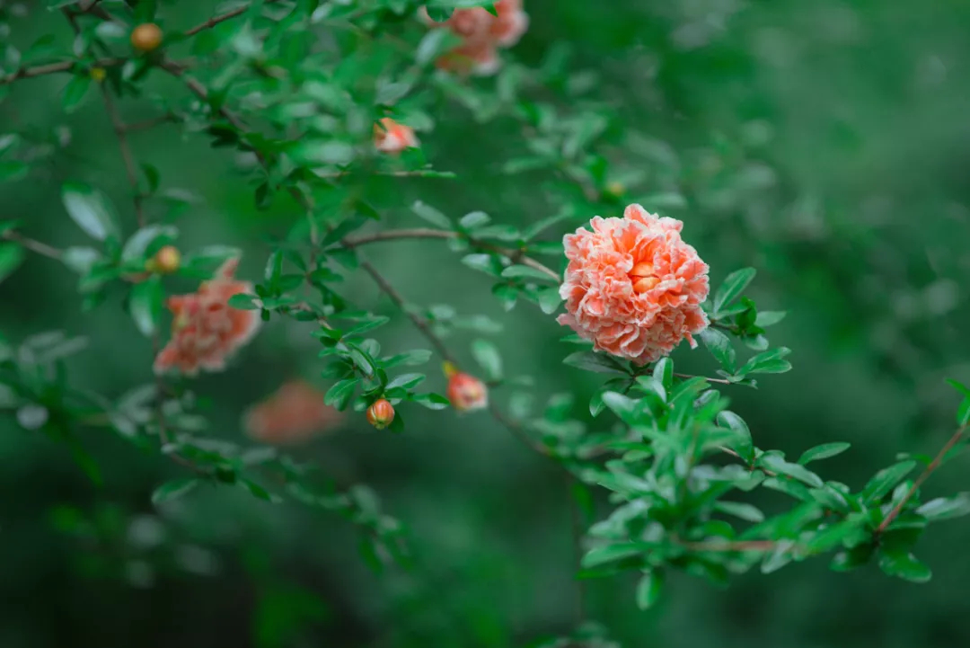 花开千叶红，无需藉春风——五月榴花，浓情似火燃，丹若照长安