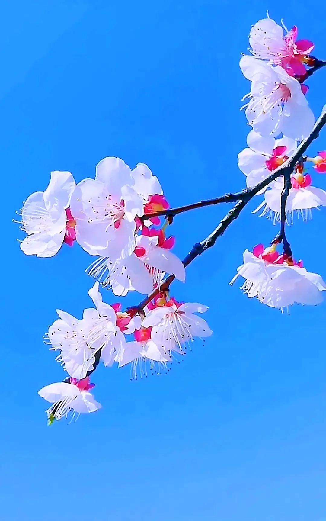 白梅花绽放视频,白梅花盛开