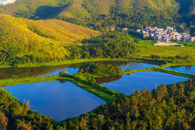 宁夏百年老枸杞,宁夏红枸杞美景