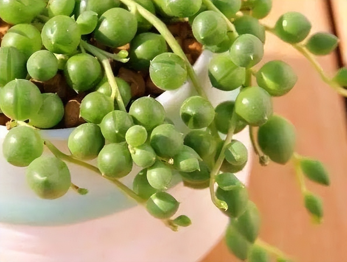 佛珠吊兰可以室外养吗,佛珠吊兰可以室内养吗