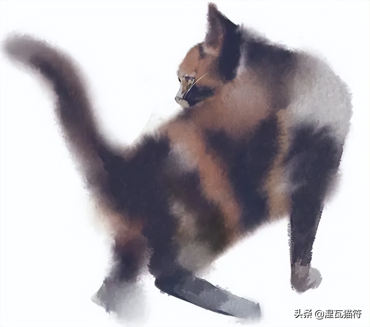 中国猫咪品种玳瑁猫,田园玳瑁猫的嘴