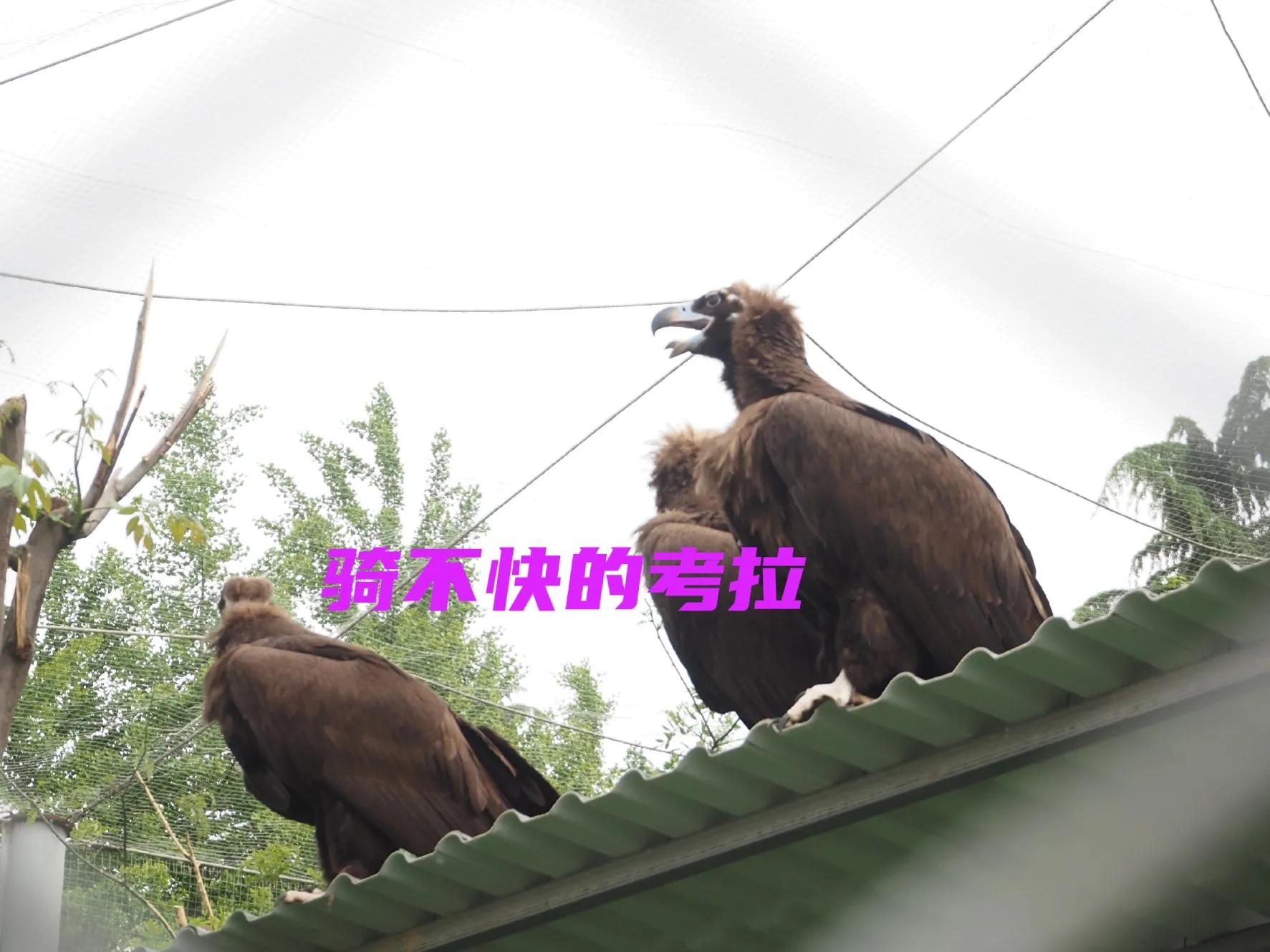 秦岭四宝大熊猫羚牛朱鹮金丝猴 (秦岭四宝科学公园多少大熊猫)