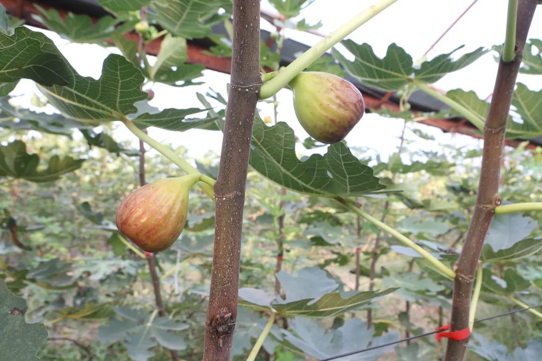 甜蜜来袭解放街道虹桥社区,甜蜜来袭柳江