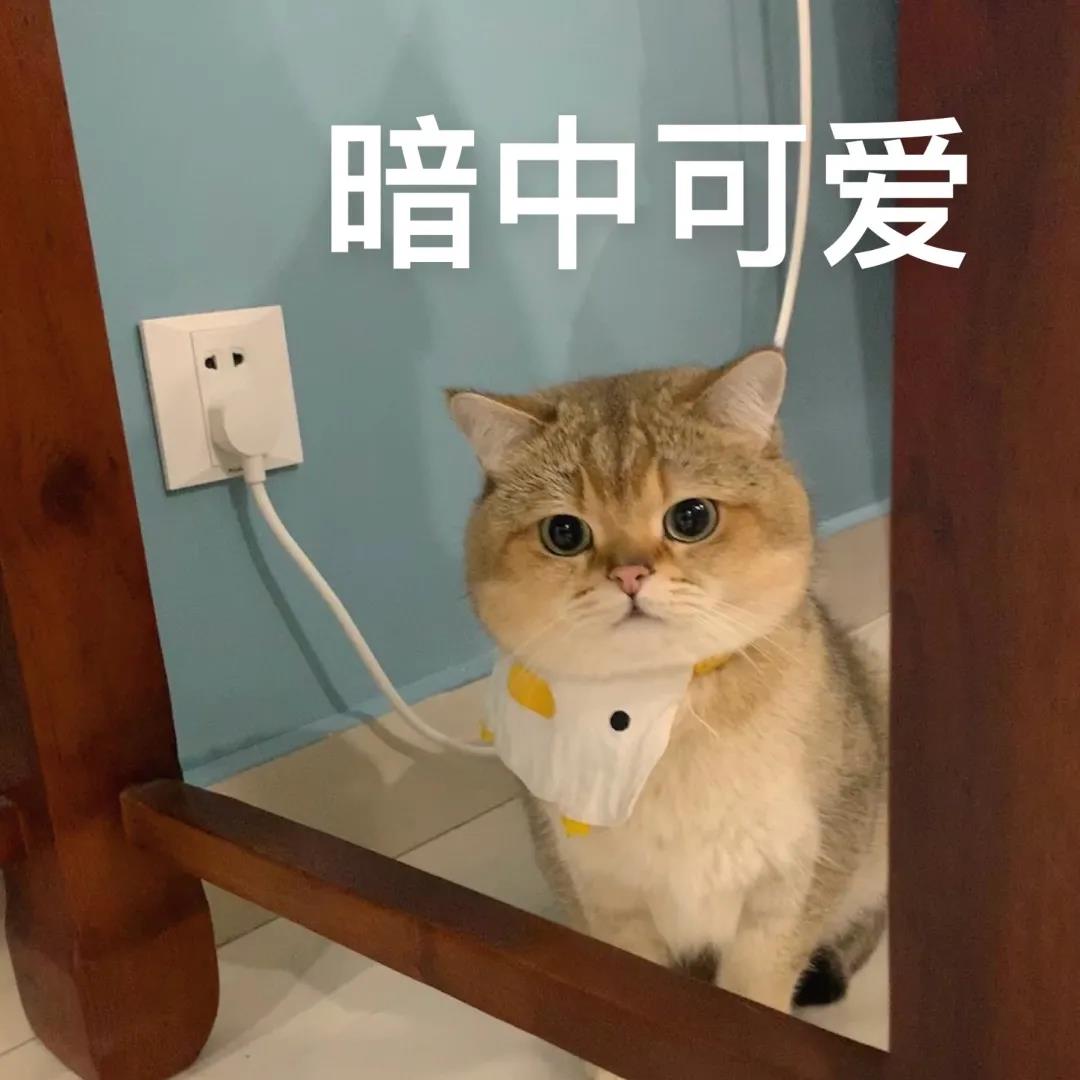 2023年最受欢迎的7种猫,最受欢迎的猫品种前十名