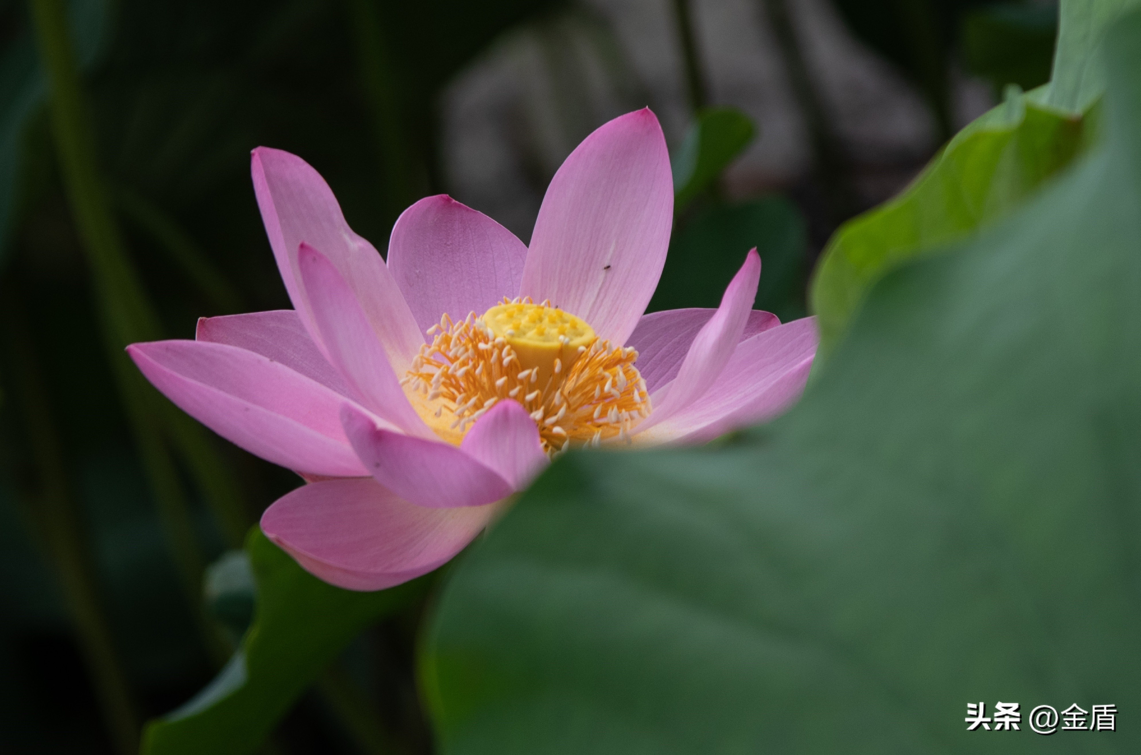 荷花象征着纯洁无瑕,纯洁无瑕的荷花