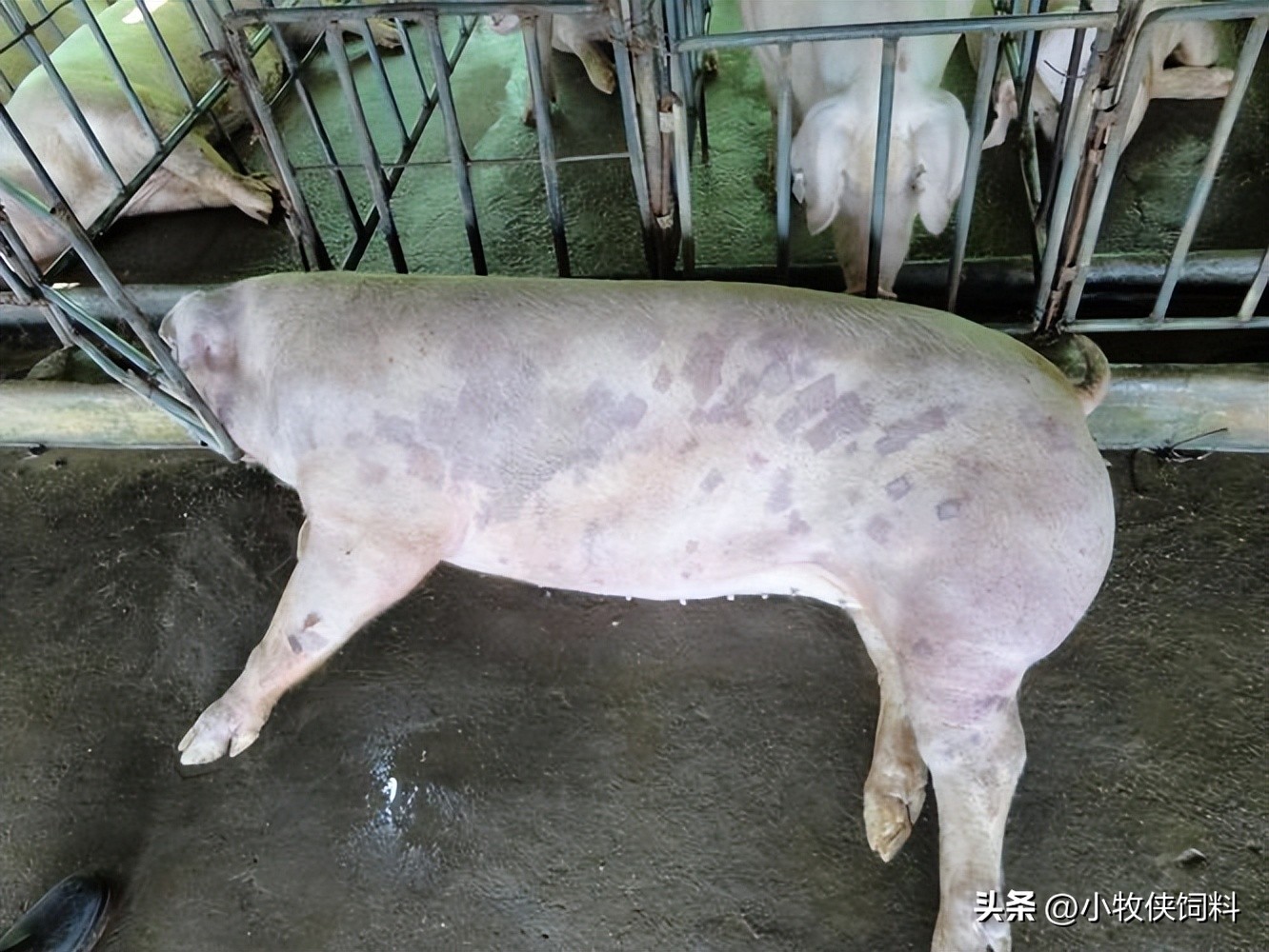 治疗猪丹毒的首选药是什么,猪丹毒有什么防治措施